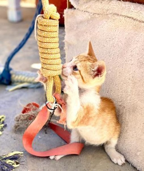 Kletterkatze Maverick sucht Zuhause!