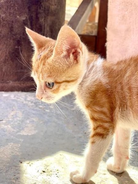 Kletterkatze Maverick sucht Zuhause!