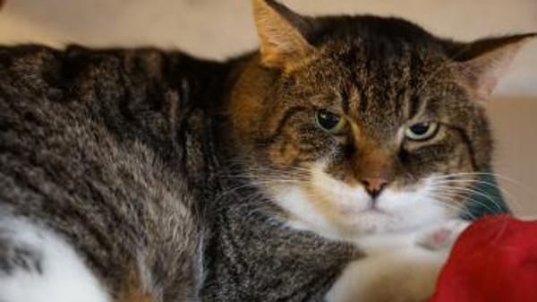 Jerik vom Bauernhof auf die Heizdecke