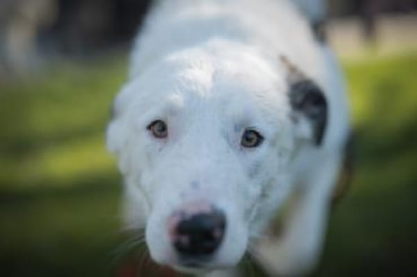 Frohnatur Atlas wartet auf dich!