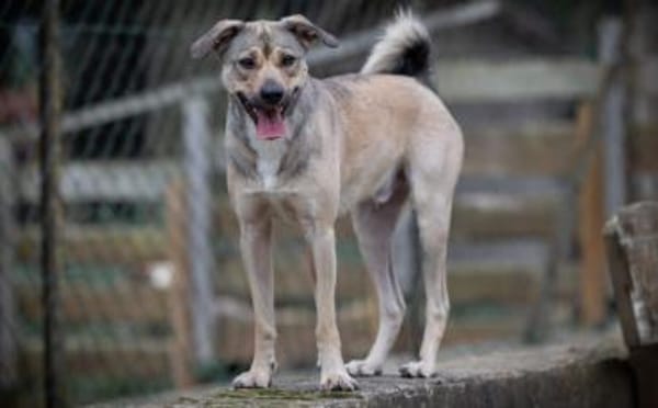 Starkes Frauchen für Milo gesucht