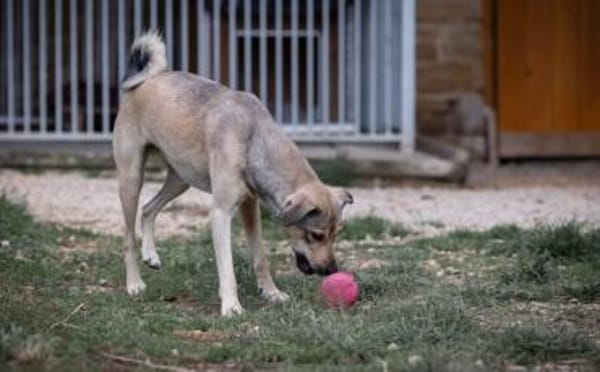 Starkes Frauchen für Milo gesucht