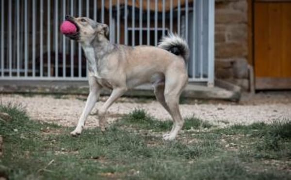 Starkes Frauchen für Milo gesucht