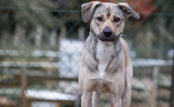 Starkes Frauchen für Milo gesucht