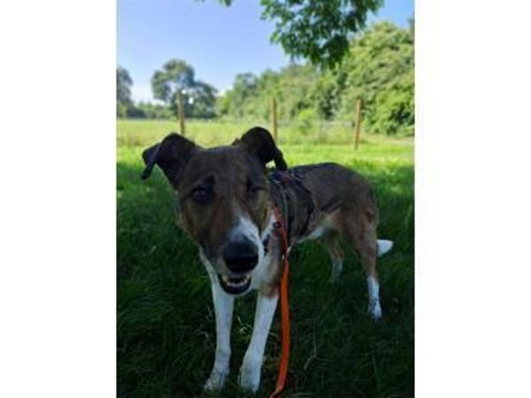 Milas  wartet in 63533 Mainhausen