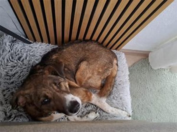 Milas  wartet in 63533 Mainhausen