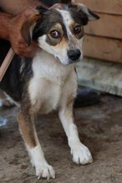 Painu- aparter Rüde