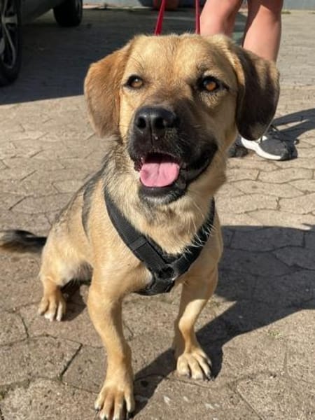 Big Mac -Charmeur su. Zuhause