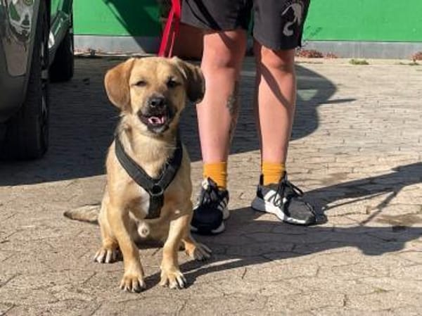 Big Mac -Charmeur su. Zuhause