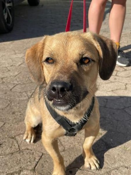 Big Mac -Charmeur su. Zuhause