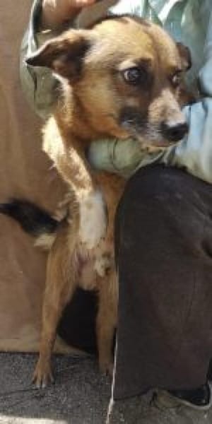 Roger/Bobi 35 cm (Pflegestelle)