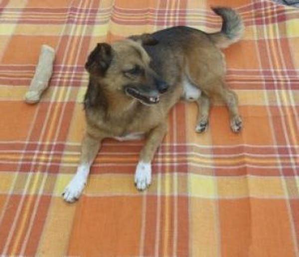 Roger/Bobi 35 cm (Pflegestelle)