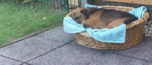 Roger/Bobi 35 cm (Pflegestelle)