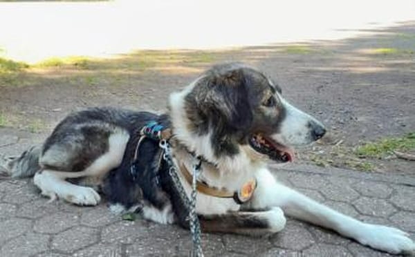 Verspielte Nala sucht ihr Glück