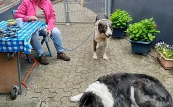 Verspielte Nala sucht ihr Glück