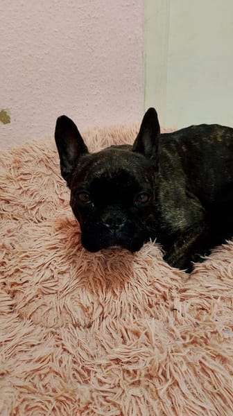 Frieda sucht ihre Familie