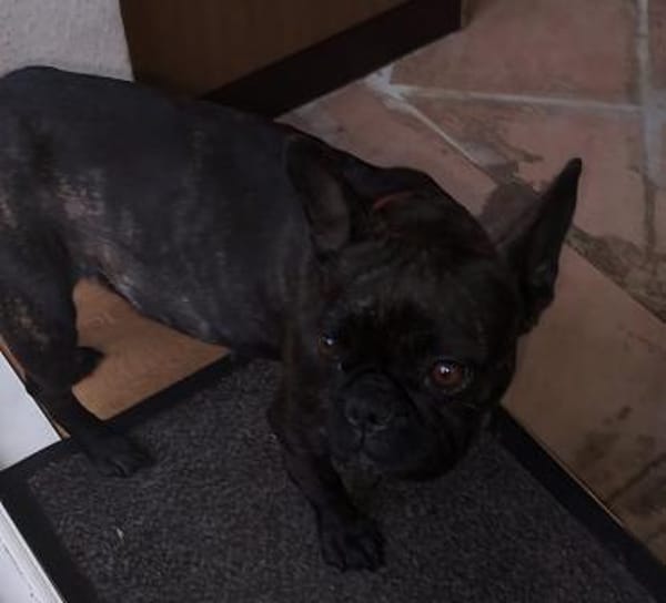 Frieda sucht ihre Familie