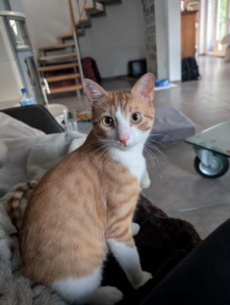 Zoll - Charakter-Kater