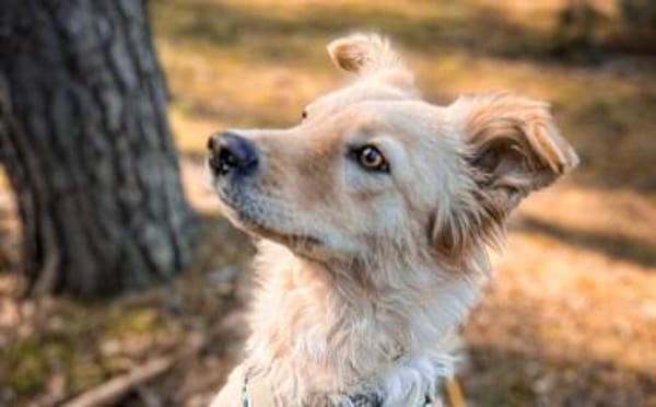 Gnocchi sucht eine aktive Familie