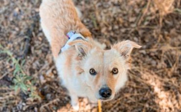 Gnocchi sucht eine aktive Familie