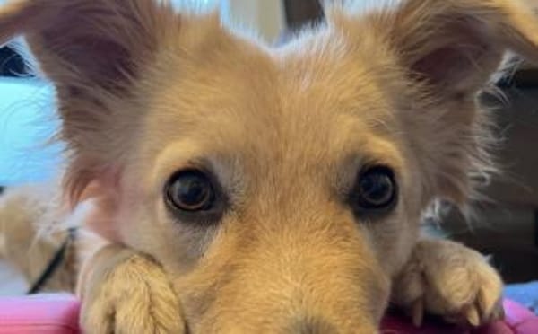 Gnocchi sucht eine aktive Familie