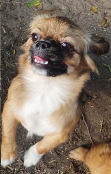 Szofi° in 61194 Niddatal **Anfragestopp*