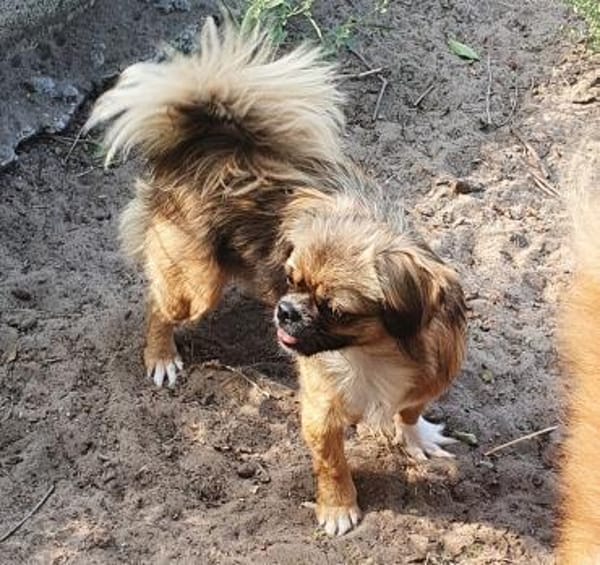 Szofi° in 61194 Niddatal **Anfragestopp*