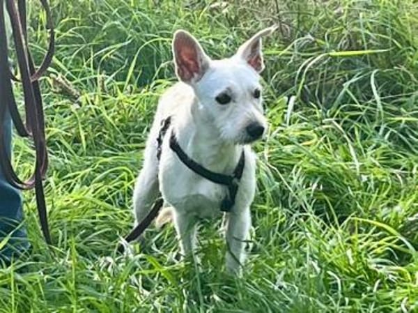 Antonino möchte Ihnen Freude bereiten