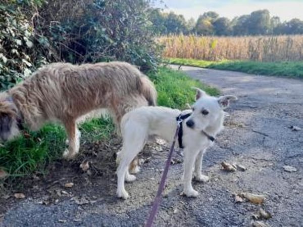 Antonino möchte Ihnen Freude bereiten