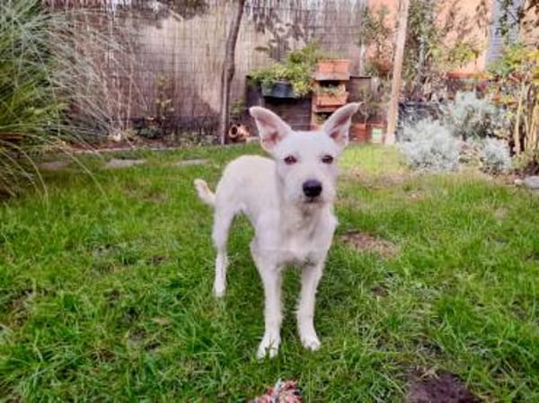 Antonino möchte Ihnen Freude bereiten