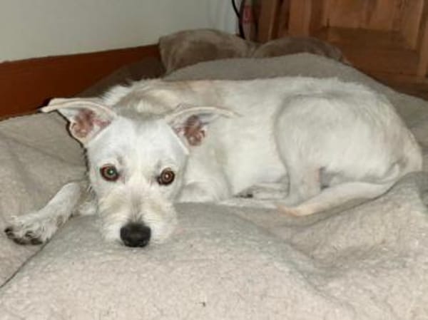 Antonino möchte Ihnen Freude bereiten