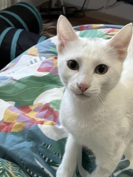 Tuffie - weiß wie Zuckerwatte