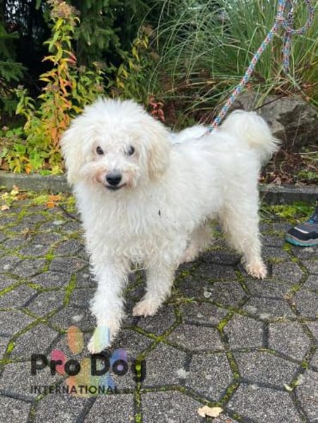 Fénix auf Pflegestelle in Langenbrand