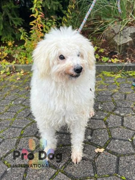 Fénix auf Pflegestelle in Langenbrand