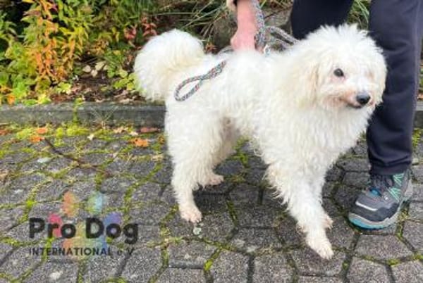 Fénix auf Pflegestelle in Langenbrand