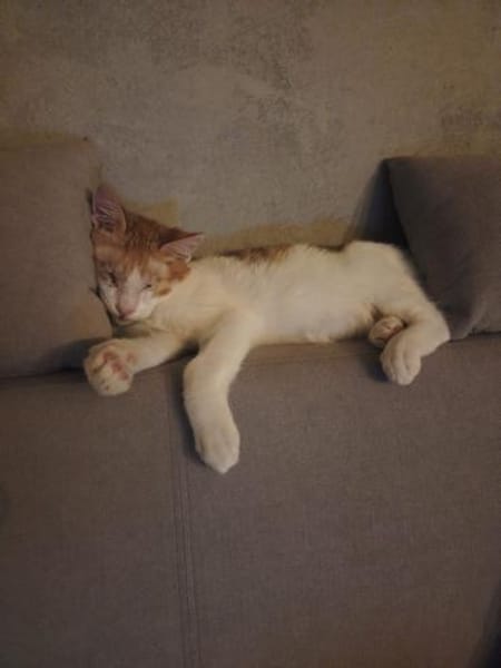 Bobby sieht mit dem Herzen