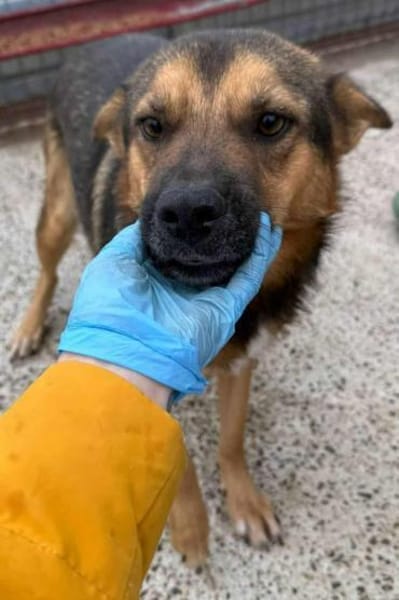 FRANZL - liebe Zuckerschnute