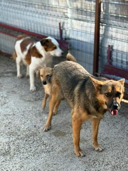 FRANZL - liebe Zuckerschnute