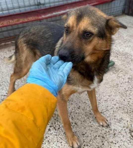 FRANZL - liebe Zuckerschnute