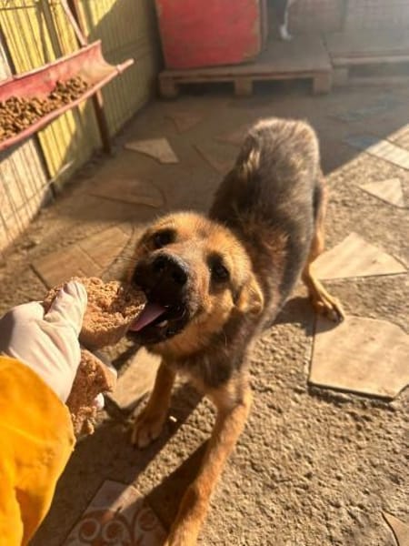 FRANZL - liebe Zuckerschnute