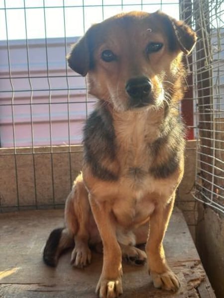 BENJI - kleiner, süßer Hundeschatz