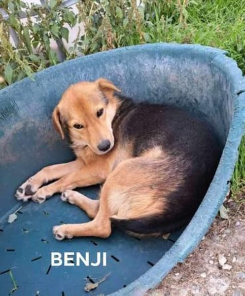 BENJI - kleiner, süßer Hundeschatz