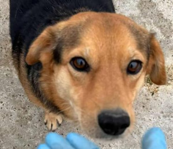 BENJI - kleiner, süßer Hundeschatz