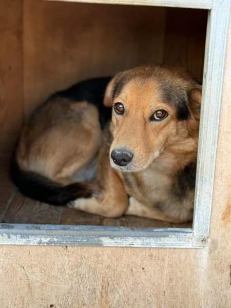 BENJI - kleiner, süßer Hundeschatz