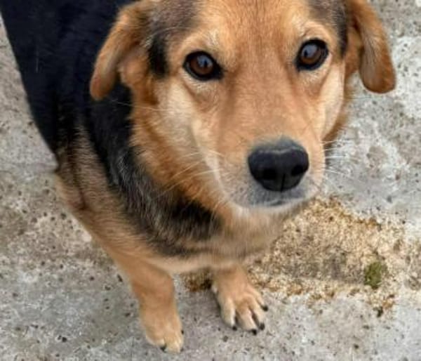 BENJI - kleiner, süßer Hundeschatz