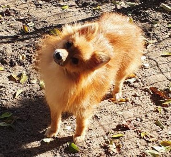 Lidia° in 86529 Schrobenhausen