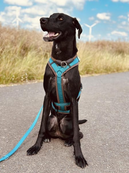 Suri verliert ihr Zuhause