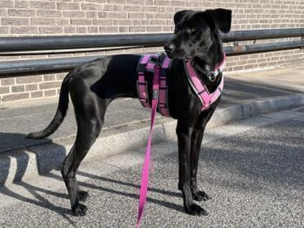 Suri verliert ihr Zuhause