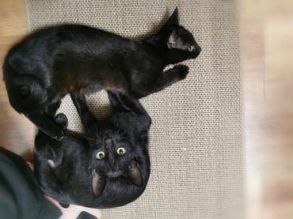 Pan & Persus suchen DICH!