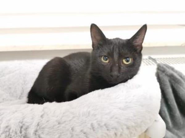 Pan & Persus suchen DICH!